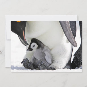 Carte De Remerciements Animaux de bébés cutest   Baby Empereur Penguin