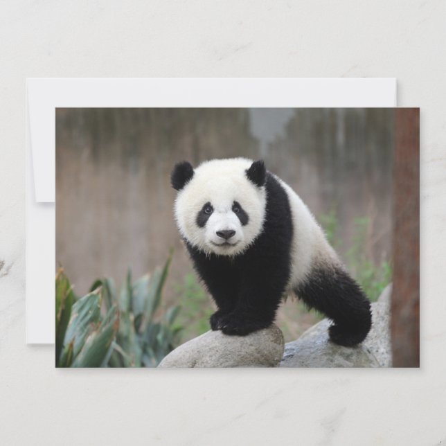 Carte De Remerciements Animaux de bébés cutest | Baby Panda géant (Devant)
