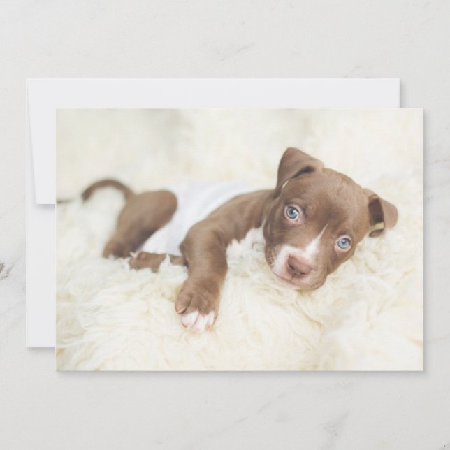 Carte De Remerciements Animaux de bébés cutest | Baby Pit Bull Puppy (Devant)