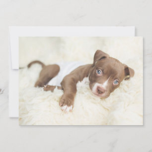 Carte De Remerciements Animaux de bébés cutest Baby Pit Bull Puppy