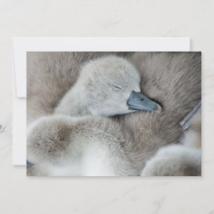 Carte De Remerciements Animaux de bébés cutest   Bébé Mute Swan