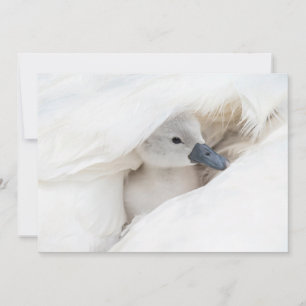 Carte De Remerciements Animaux de bébés cutest   Bébé Mute Swan