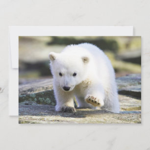 Carte De Remerciements Animaux de bébés cutest   Bébé Ours polaire