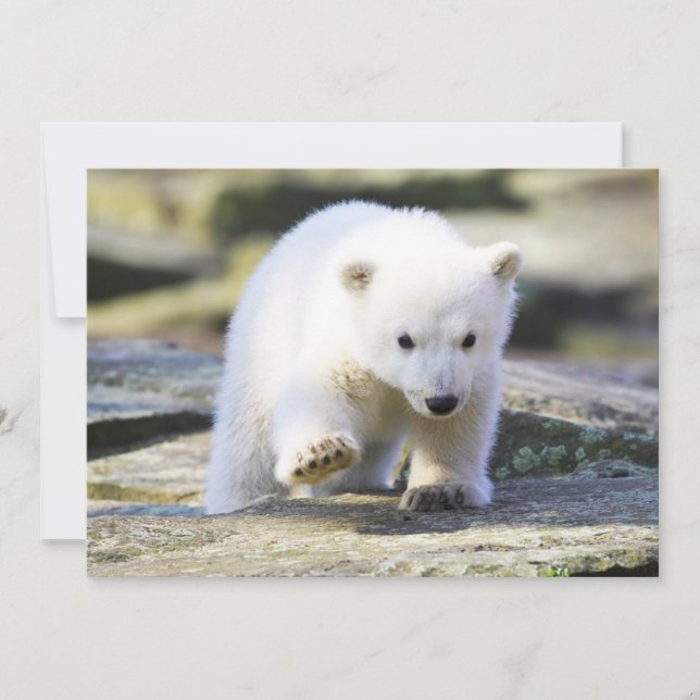 Carte De Remerciements Animaux de bébés cutest | Bébé Ours Polaire Cub (Devant)