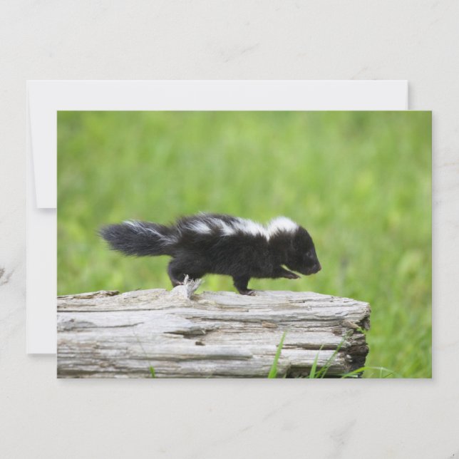 Carte De Remerciements Animaux de bébés cutest | Bébé Skunk (Devant)