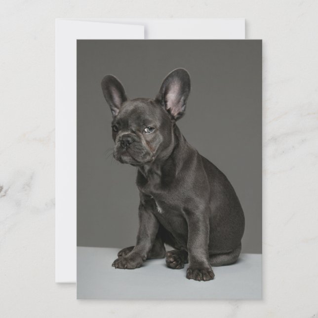 Carte De Remerciements Animaux de bébés cutest | Blue French Bulldog Pupp (Devant)