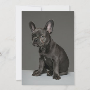 Carte De Remerciements Animaux de bébés cutest   Blue French Bulldog Pupp