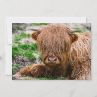 Animaux de bébés cutest | Calf de vache des Highla