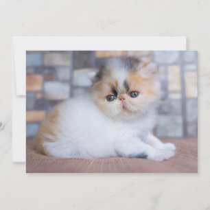 Carte De Remerciements Animaux de bébés cutest Calico Persian Kitten