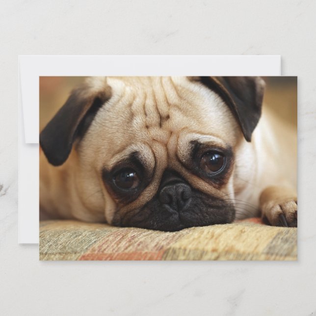 Carte De Remerciements Animaux de bébés cutest | Carlin bébé chiot (Devant)