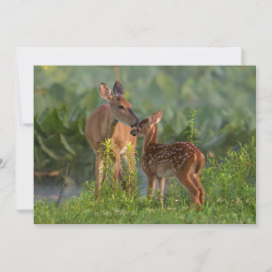 Carte De Remerciements Animaux de bébés cutest   Cerf et bébé