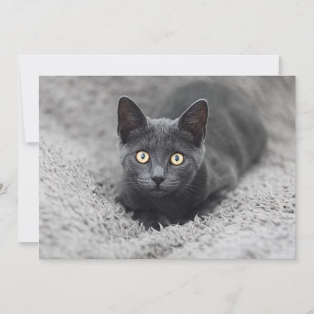 Carte De Remerciements Animaux de bébés cutest | Chat gris (Devant)