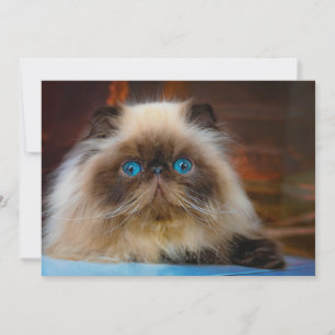 Carte De Remerciements Animaux de bébés cutest   Chat himalayen