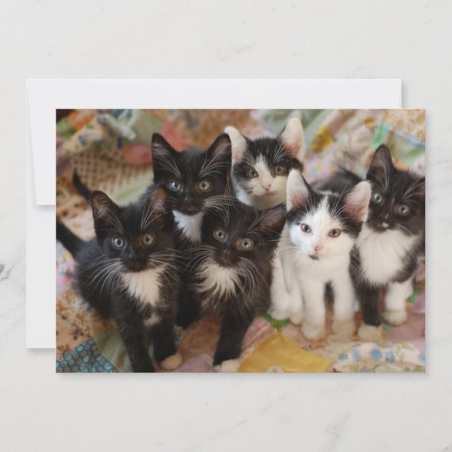 Carte De Remerciements Animaux de bébés cutest | Chatons noirs et blancs (Devant)
