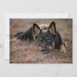 Carte De Remerciements Animaux de bébés cutest   Chiot berger allemand