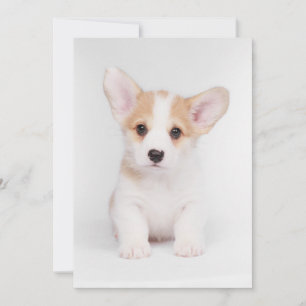 Carte De Remerciements Animaux de bébés cutest   Chiot de Corgi blanc