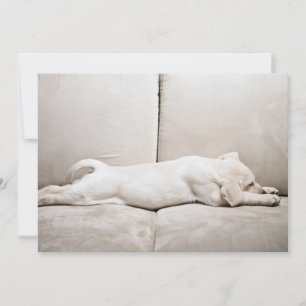 Carte De Remerciements Animaux de bébés cutest   Chiot du Labrador jaune 