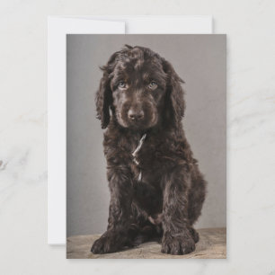 Carte De Remerciements Animaux de bébés cutest   Cockapoo Puppy