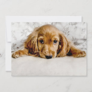 Carte De Remerciements Animaux de bébés cutest   Cocker Spaniel