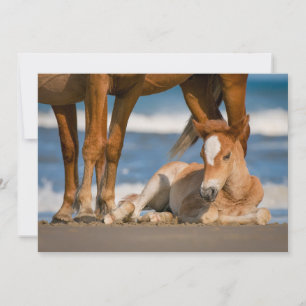 Carte De Remerciements Animaux de bébés cutest   Corolla nouvellement née