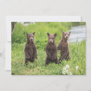 Carte De Remerciements Animaux de bébés cutest Cubes d'ours Brown Kamch