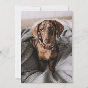 Carte De Remerciements Animaux de bébés cutest   Dachshund Dachshund Dach
