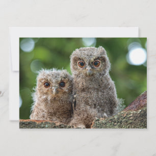 Carte De Remerciements Animaux de bébés cutest   Deux jeunes hiboux