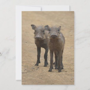 Carte De Remerciements Animaux de bébés cutest Deux jeunes phacochères