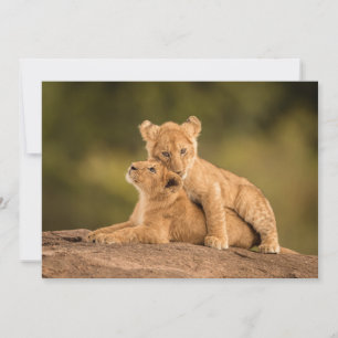 Carte De Remerciements Animaux de bébés cutest   Deux Lions Cubs