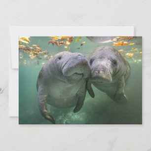 Carte De Remerciements Animaux de bébés cutest   Deux Manatees