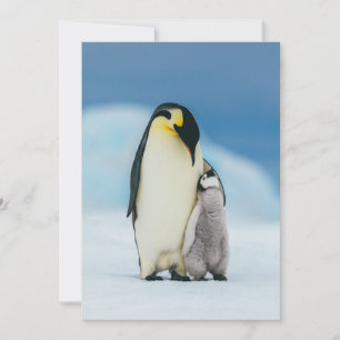 Carte De Remerciements Animaux de bébés cutest   Empereur Penguin Chick