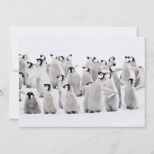 Carte De Remerciements Animaux de bébés cutest   Empereur Penguin Chicks