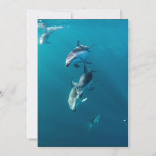 Carte De Remerciements Animaux de bébés cutest Famille de dauphins