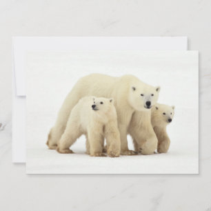 Carte De Remerciements Animaux de bébés cutest   Famille d'ours polaires