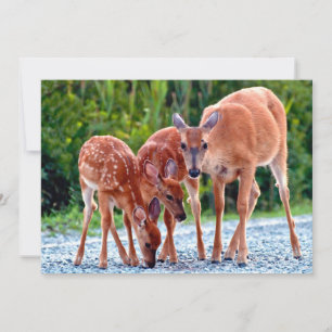 Carte De Remerciements Animaux de bébés cutest   Fawn with Babies