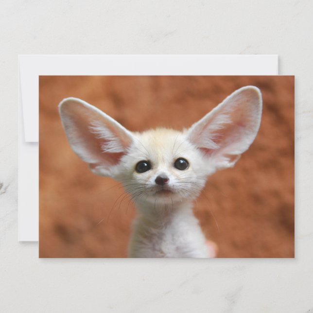 Carte De Remerciements Animaux de bébés cutest | Fennec Fox Pup (Devant)