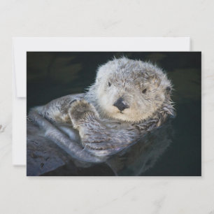 Carte De Remerciements Animaux de bébés cutest   Flottant de Loutres de m
