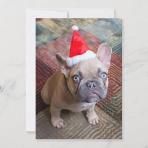 Carte De Remerciements Animaux de bébés cutest French Bulldog Christmas