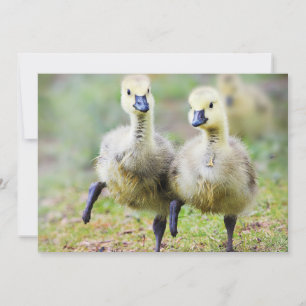 Carte De Remerciements Animaux de bébés cutest   Goélands d'oies canadien