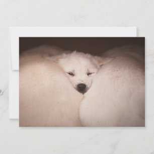 Carte De Remerciements Animaux de bébés cutest Golden Retriever Snuggle