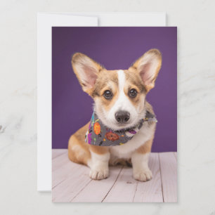 Carte De Remerciements Animaux de bébés cutest   Halloween Corgi