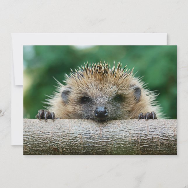 Carte De Remerciements Animaux de bébés cutest | Hedgehog Smile (Devant)