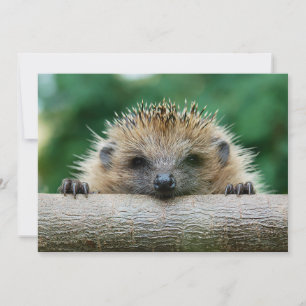 Carte De Remerciements Animaux de bébés cutest   Hedgehog Smile