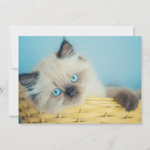 Carte De Remerciements Animaux de bébés cutest   Himalaya Seal Point Cat