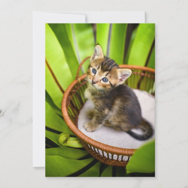 Carte De Remerciements Animaux de bébés cutest | Kitten dans le panier (Devant)
