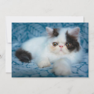 Carte De Remerciements Animaux de bébés cutest   Kitten noir et blanc