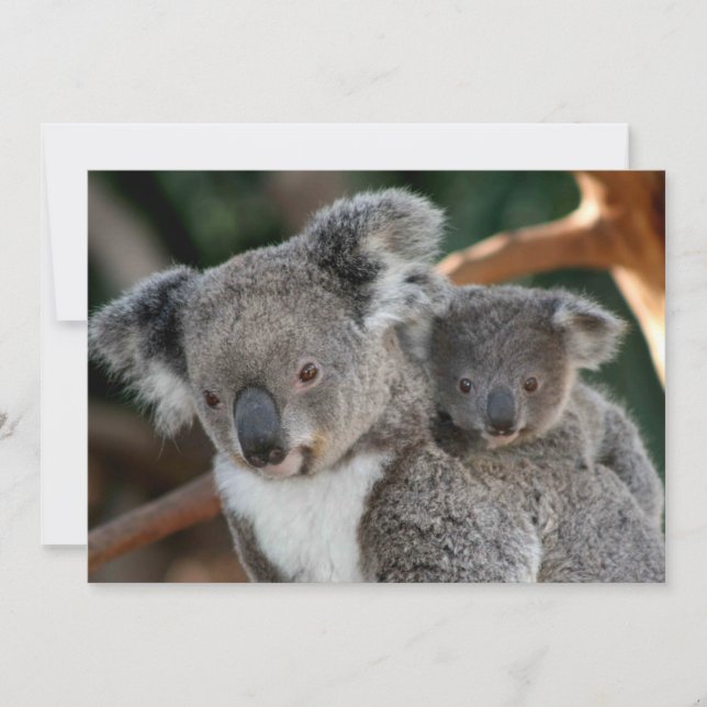 Carte De Remerciements Animaux de bébés cutest | Koala et Joey (Devant)