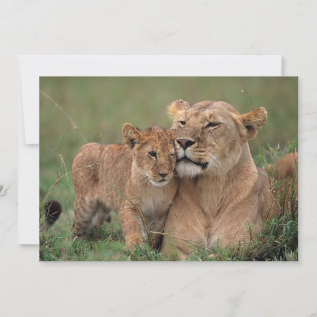 Carte De Remerciements Animaux de bébés cutest | Lion Cub & Mother (Devant)