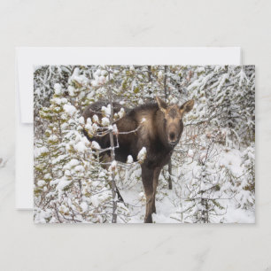 Carte De Remerciements Animaux de bébés cutest   Moose Calf