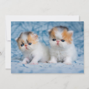 Carte De Remerciements Animaux de bébés cutest   Persian Calico Kitten